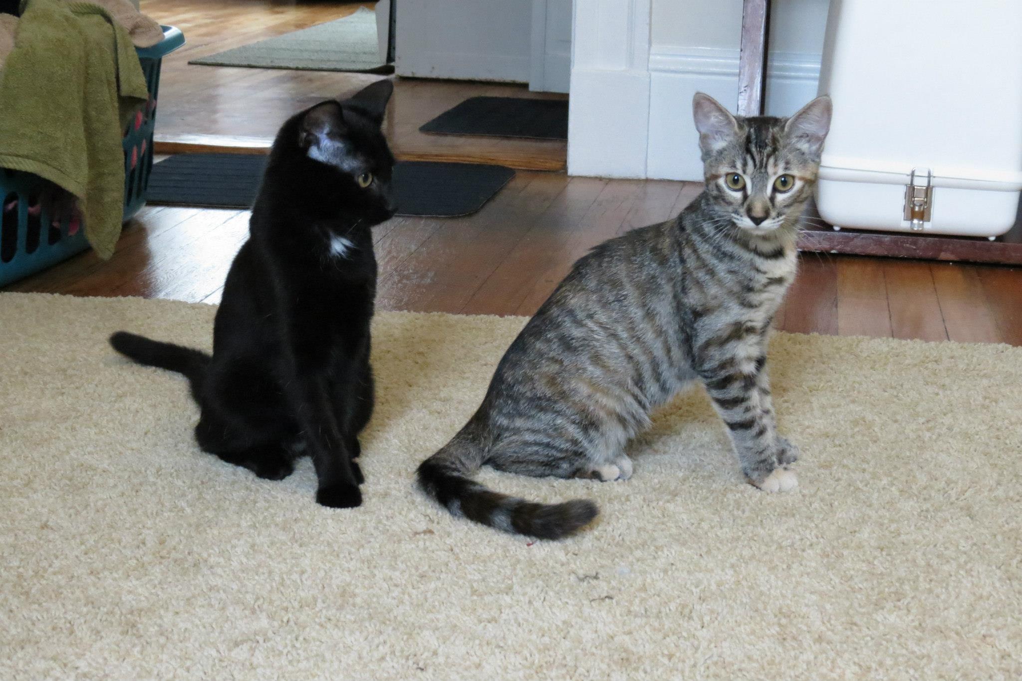 Cats